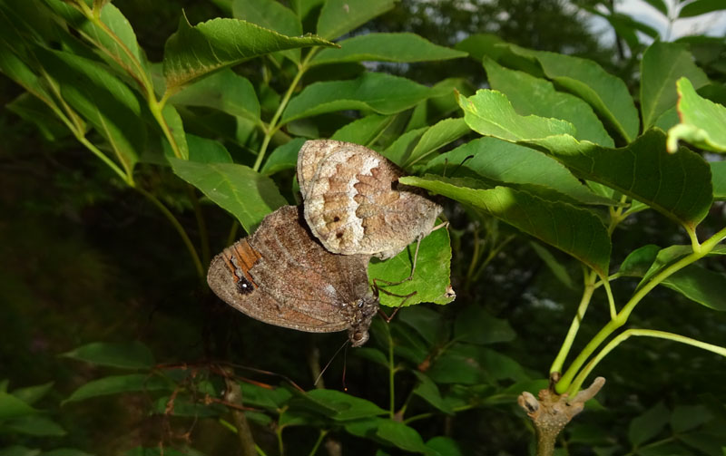 accoppiamento di Satyrus ferula - Nymphalidae Satyrinae